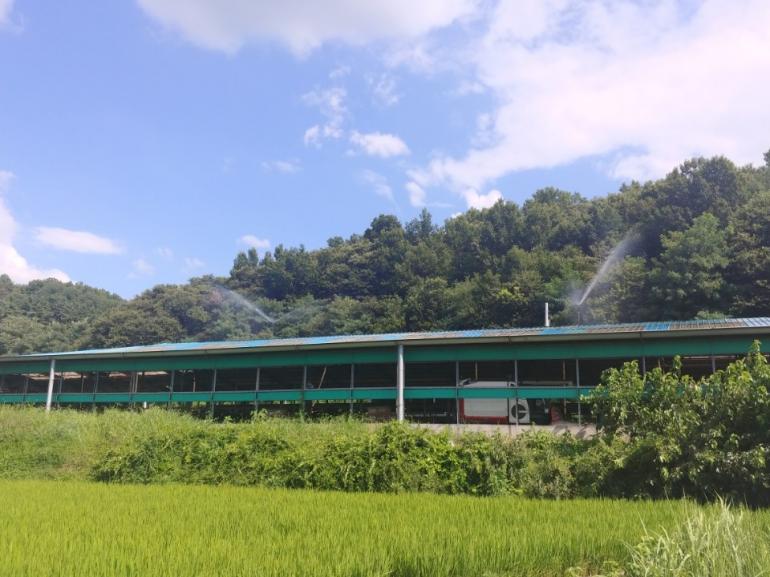 축산농가 폭염 피해 최소화 총력