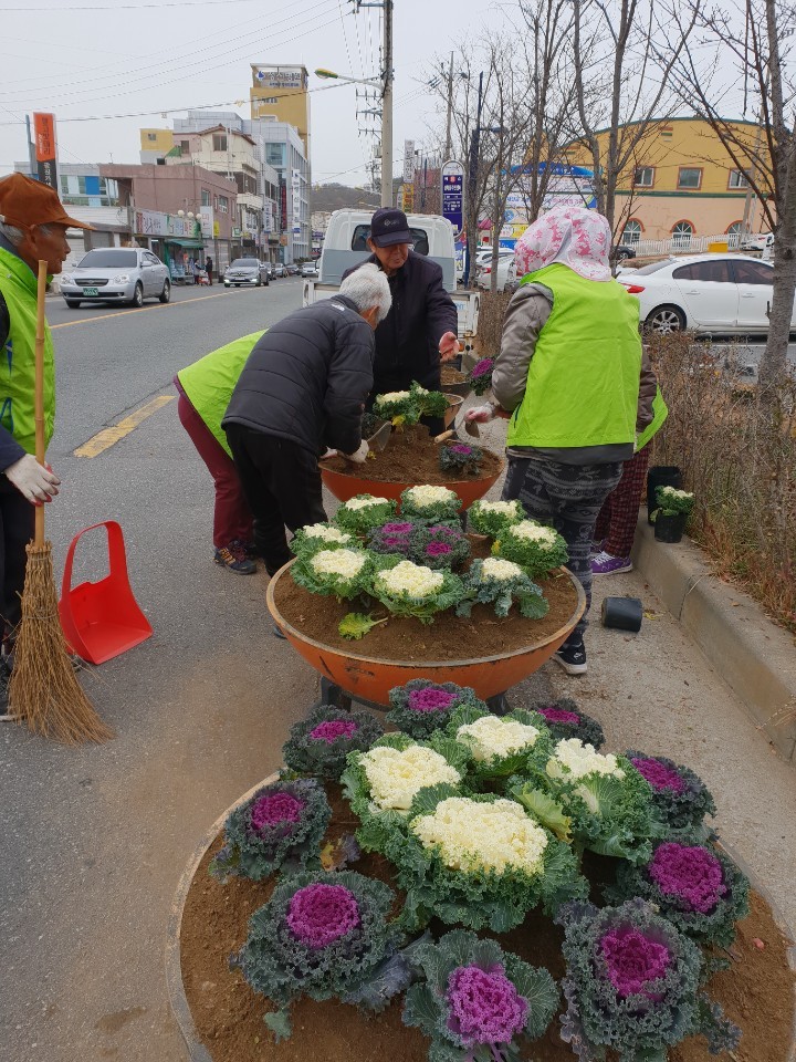 군산시 삼학동 꽃배추 식재 