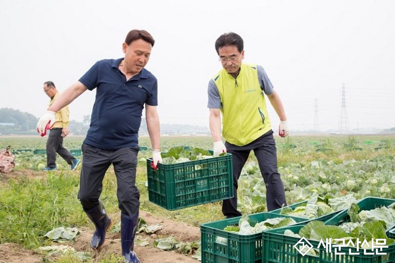 군산시, 소형양배추 수확 일손 돕기 나서