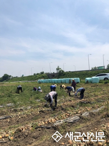 농산물유통과, 학교급식용 친환경양파 수확