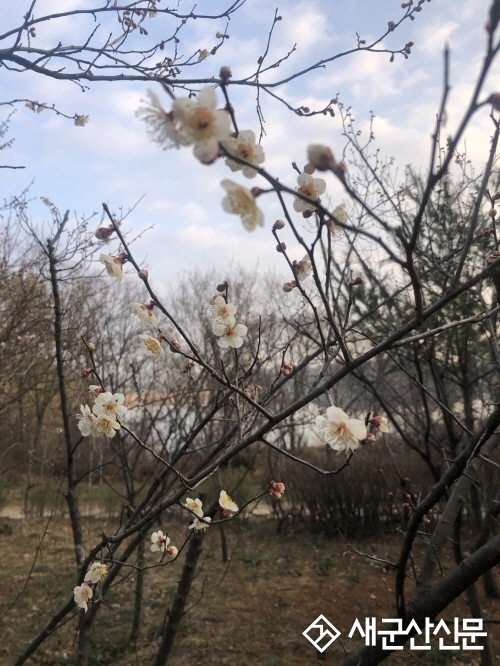 청암산 경칩 맞아 유실수원 매화 개화