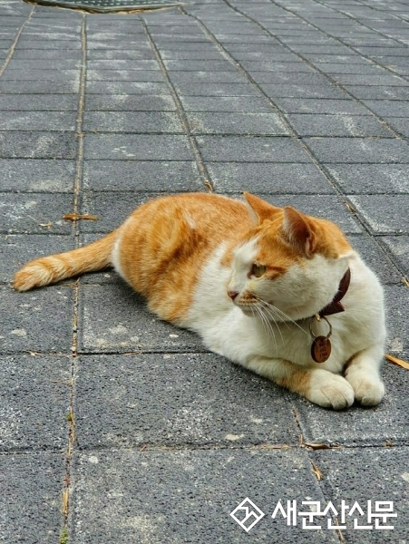 (톡톡 군산) 동국사 대표 고양이 ‘만냥이’의 행방은?
