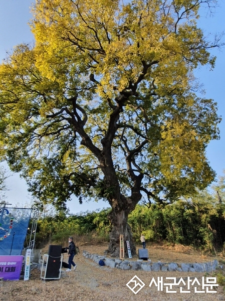 (톡톡 군산) ‘600년 수령’ 하제 팽나무, 도 지정 문화재 신청