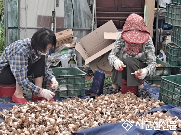 농촌지원과, 마늘재배농가 농촌 일손돕기