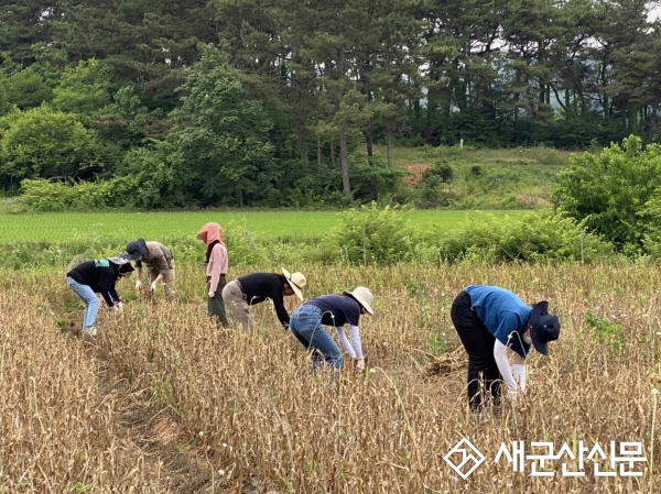 군산시 기술보급과, 일손 부족 마늘농가 돕기