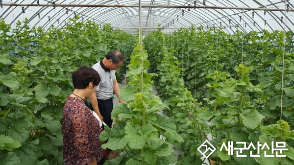 군산시 작물별 소득조사 결과 멜론 농가 소득 높아