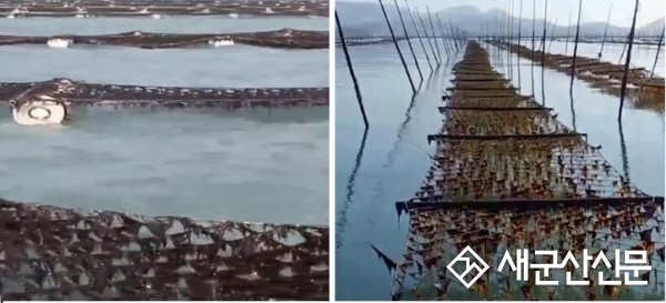 고품질 전북 김 본격 생산 돌입