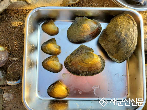 ‘멸종위기 1급’ 귀이빨대칭이 살리기 행사