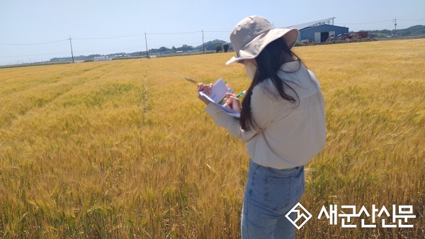 군산시, 엿기름 전용 ‘혜미’ 계약재배