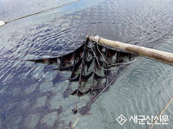 군산시, 물김 위판금액 603억 원… 역대 최대 달성